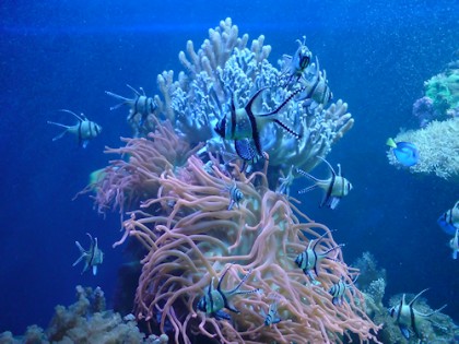Korallskogens djur
