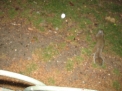 IMG_2453.jpg IMG_2453.jpg
