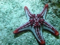 Aquaria Aquaria