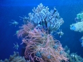 Aquaria Aquaria