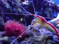 Aquaria Aquaria