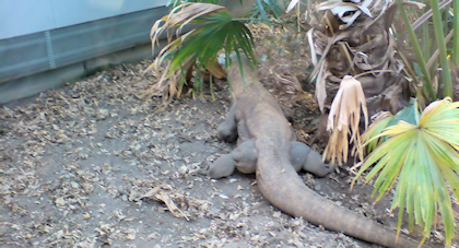 Komodovaranen lurpassar på ett rådjur, eller så är han kameraskygg