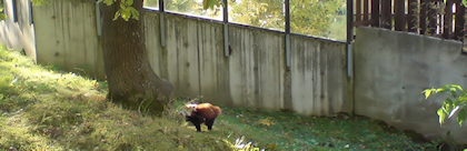 Röd panda, när den som snabbast visade sig